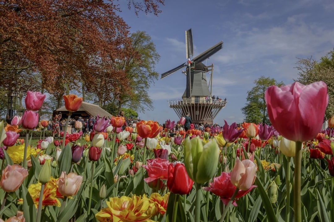 Parque Keukenhof - Exhibición de tulipanes
