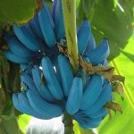 Deberías estar plantando Plátanos Blue Java, porque saben a helado