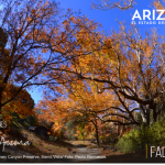 Arizona unplugged para conectarte en verdad
