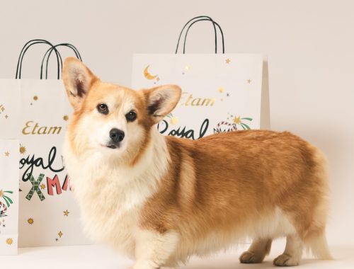 El regalo perfecto con un corgi