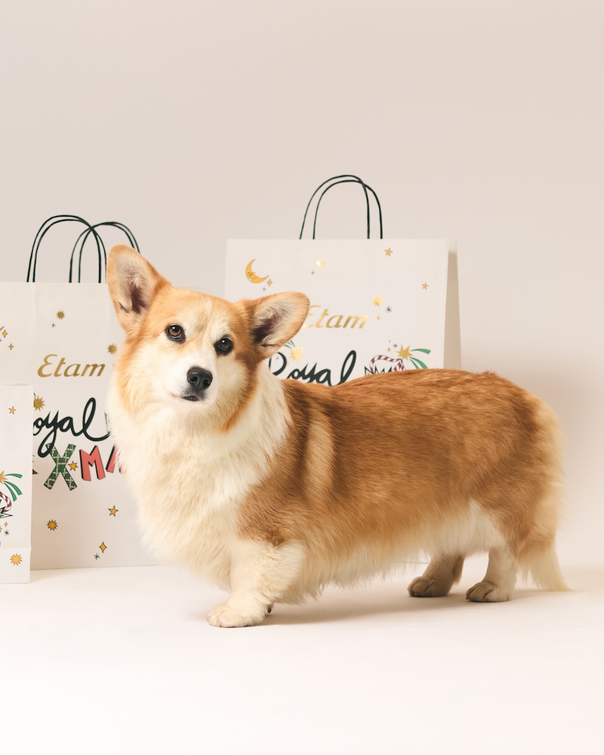 El regalo perfecto con un corgi