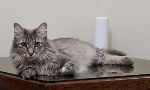 Gato junto Huawei Mesh 3