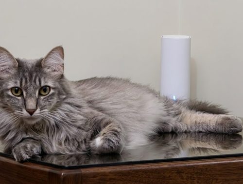 Gato junto Huawei Mesh 3
